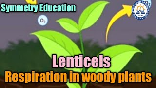 Respiration in woody plants Lenticels Biology Class10 Science [upl. by Crandale]