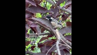 Black Capped Chickadee [upl. by Donaldson]