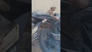 Kud jaunga faand jaunga puppylovers puppyshorts funny shortvideo laughing 😂🤣 [upl. by Inatsed384]