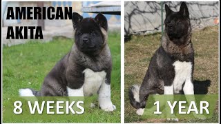 American Akita  from puppy to 1 year [upl. by Sauder]