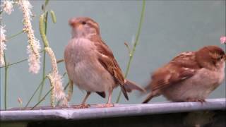 Sanguisorba Seeds amp Birds [upl. by Brelje603]