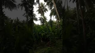 Kerala Monsoon Beauty kerala mansoon keralarain beauty godsowncountry [upl. by Sage]