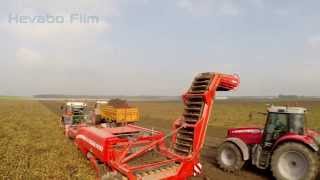 Rode Bieten rooien met de Grimme GZ 1700 Keulmac loofklapper Fendt 313 [upl. by Nylarahs]