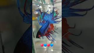 Crowntail betta fish [upl. by Erlond290]