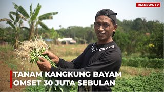 Penghasilan Petani Kangkung Rp 30 juta perbulan Gaji Level Manager [upl. by Nydia640]