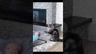 kittenCute kitten cat cats catvideos kittens catlover princesscat lovecatsshorts [upl. by Green716]