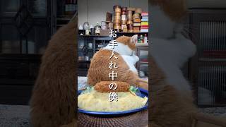 お手入れする猫 猫とおばさん [upl. by Graff]