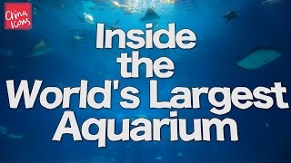 Inside the Worlds Largest Aquarium  Chimelong  A China Icons Video [upl. by Suruat]