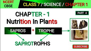 Saprotrophs  Class 7 Science Chapter 1  Nutrition in plants  Mode of Nutrition in plants [upl. by Zsolway]