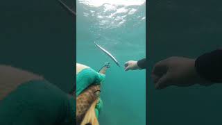 SpearFishing in Shallow water spearfishingadventures adventure shorts [upl. by Estey335]