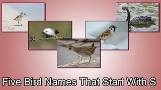 Five Bird Names That Start With quotSquot [upl. by Oileve]