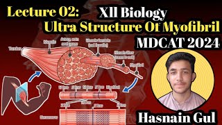 Ultra Structure Of MyofibrilStructure of MuscleLecture 02Urdu amp Hindi [upl. by Maurits778]