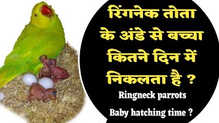 Ringneck tota ke Ande se bachha kitne din me nikalta hai  Ringneck parrots baby hatching time [upl. by Lugo317]