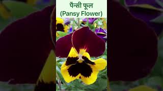 पैन्सी फूलPansy Flower Introduction and usesshorts healthylifewithnature [upl. by Ahsikel987]