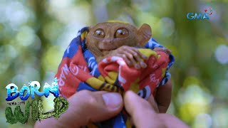 Born to be Wild Tarsier the world’s quotsecond smallest primatequot [upl. by Harness]