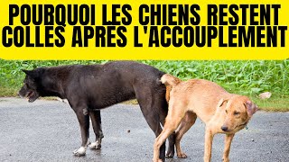 Pourquoi les Chiens Restent CoincésCollés Après L’accouplement  Noeud [upl. by Karlee407]