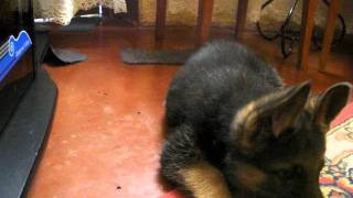 chiot berger allemand 2 mois 2AVI [upl. by Dyun]