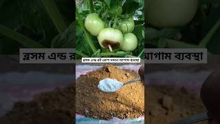 টমেটোর ব্লসম এন্ড রোট প্রতিরোধে আগাম ব্যবস্থা  Tomato blossom end rot disease prevention technique [upl. by Gimble]