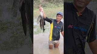 Catch fish During Flood catchandcook catchfishduringflood floodfishing [upl. by Harris855]