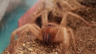 SolifugaeAZ Camel Spider Feeding Time [upl. by Dale69]