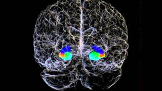 3D Hippocampus and Hippocampal Subfields of a Human Brain [upl. by Melitta]