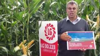 LG Seeds Deutschland  Mais LG 30223  STARK UND BEKÖMMLICH  4 gute Gründe 1 Mais [upl. by Finer584]