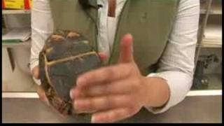 Reptiles Amphibians Invertebrates amp Small Pets  Eastern Box Turtle Facts [upl. by Sig]