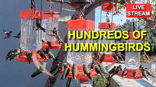 Live Hummingbird Feeder Cam Bird Feeder Simi Valley California [upl. by Kcire]