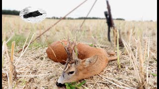 HUNTING ROEBUCK IN JULY 2024  Special trophy [upl. by Gawlas]