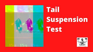 tail suspension  depression [upl. by Aleel]