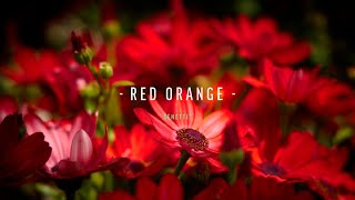 Senetti® Red Orange Sene Igonii [upl. by Eziechiele]