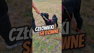 Człowieki są dziwne na filmie tłumaczę czemu na przykładzie patyka 🐩😁🤪 pies człowieki patyk [upl. by Flagler561]