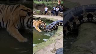 Which is more powerful a tiger or a python Who will become food😮shortsfeed youtubeshorts zoo [upl. by Ahtreb]