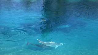 Sea World Dolphin Pool Main Beach Gold Coast  Queensland Australia [upl. by Harobed]