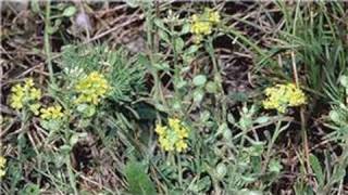 Gardening From Seeds  How to Plant Alyssum From Seeds [upl. by Yul]