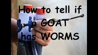 Goat Care Pt 10 Dealing with Parasites How to tell if a goat has worms [upl. by Nylikcaj900]