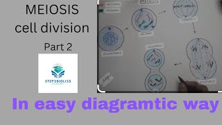 Meiosis part 2 l meiosis stages l types of meiosis l [upl. by Darnok]