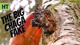 Chaga Hunting  How to Find It and What To Do With It Part2 [upl. by Ikkin901]