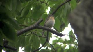 野鳥撮影・ ムギマキ♀ Mugimaki Flycatcher [upl. by Plath596]