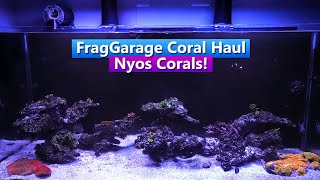 Nyos Reef Tank update  Frag Garage Coral Haul [upl. by Crain]