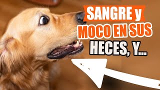 ¿QUÉ Significa MOCO o SANGRE en las HECES y ORINA de Tu PERRO🐶💩 [upl. by Tessi]