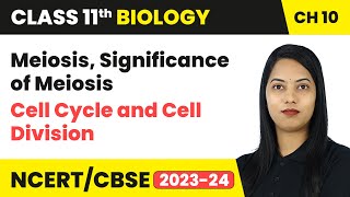 Meiosis Significance of Meiosis  Cell Cycle and Cell Division  Class 11 Biology Ch 10  CBSE [upl. by Almena]