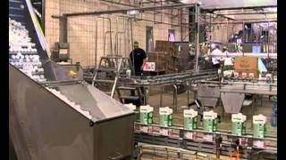 Processing Parmalat Milk at the Factory on eXpresso [upl. by Ailhad462]