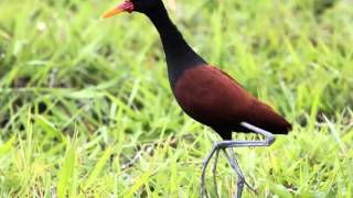 Jacana o Gallito de Agua Cantando Sonido para Llamar El Mejor [upl. by February145]