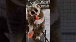 The Slow Loris A Misunderstood Marvel [upl. by Pepi]