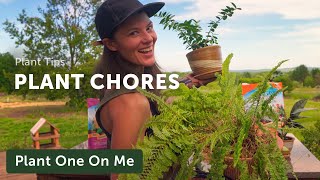 Pruning a Fern amp Other Plant Chores — Ep 279 [upl. by Bocock]