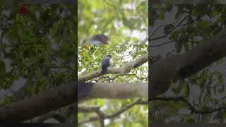 Real Caracara Bird Sounds  High Quality  Cute Caracara Bird Sound Experience  4K shorts [upl. by Latashia]