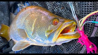 Fly Fishing Barramundi Drains amp Dirty Water [upl. by Ahsele]