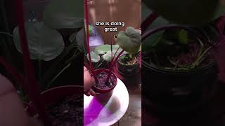 This was a repot explore plants colocasia repotting grow fall alocasia clearence [upl. by Eglantine]