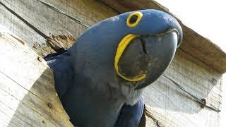 Macaw watches humans from artificial nest in the wild [upl. by Morentz]